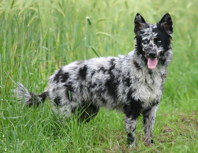 20 Unique Breeds of Canine: Mudi