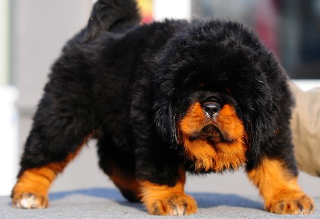 20 Unique Breeds of Canine: Tibetan mastiff