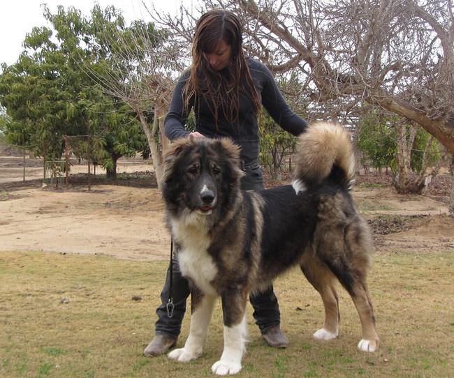 20 Unique Breeds of Canine: Caucasian Shepherd Dog