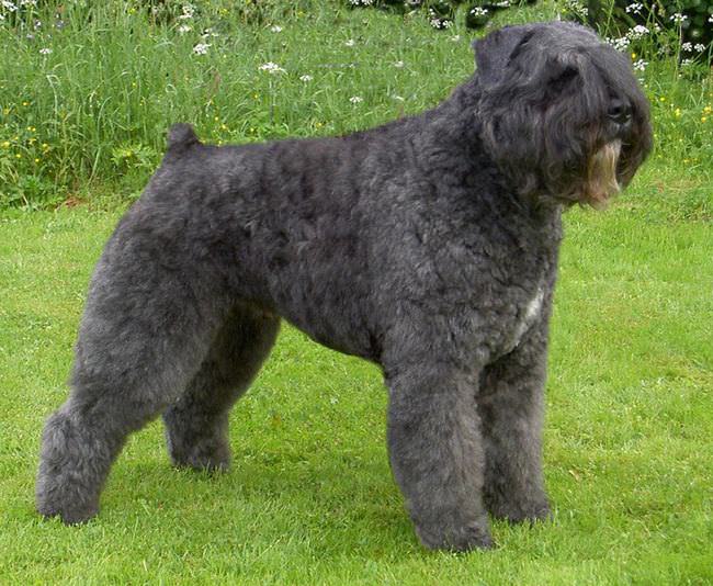 20 Unique Breeds of Canine: Bouvier Des Flandres