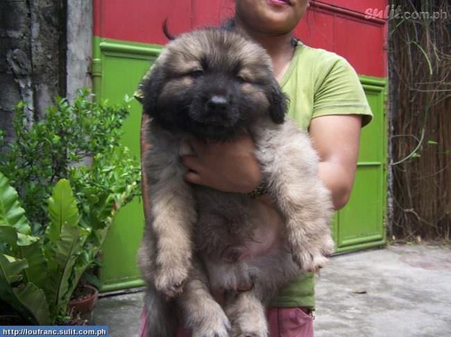 20 Unique Breeds of Canine: Caucasian Shepherd Dog