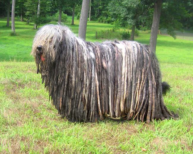 20 Unique Breeds of Canine: Bergamasco Shepherd