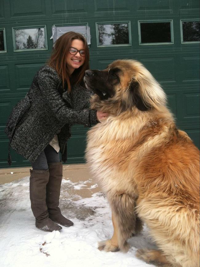 20 Unique Breeds of Canine: Leonberger and a girl