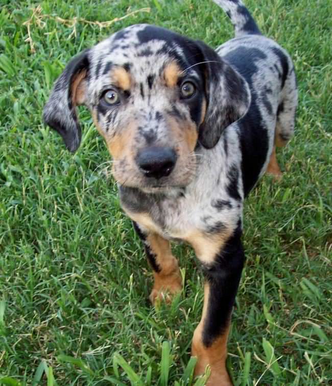 20 Unique Breeds of Canine: Catahoula Leopard Dog