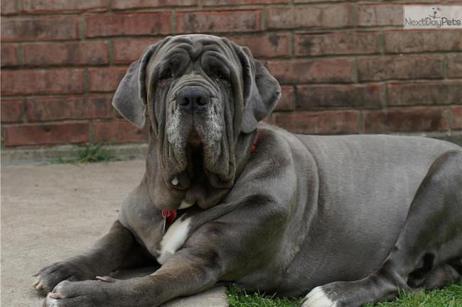 20 Unique Breeds of Dogs: Neapolitan Mastiff