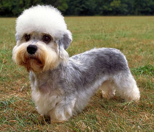 20 Unique Breeds of Canine: Dandie Dinmont Terrier