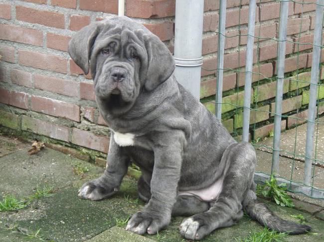 20 Unique Breeds of Canine: Neapolitan Mastiff