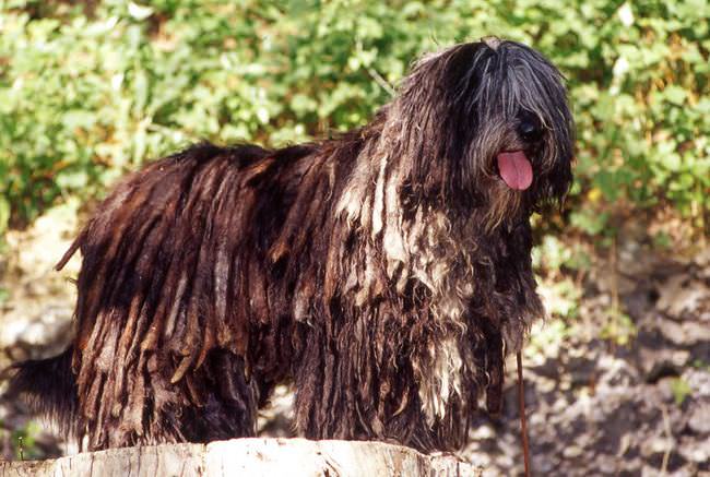 20 Unique Breeds of Canine: Bergamasco Shepherd