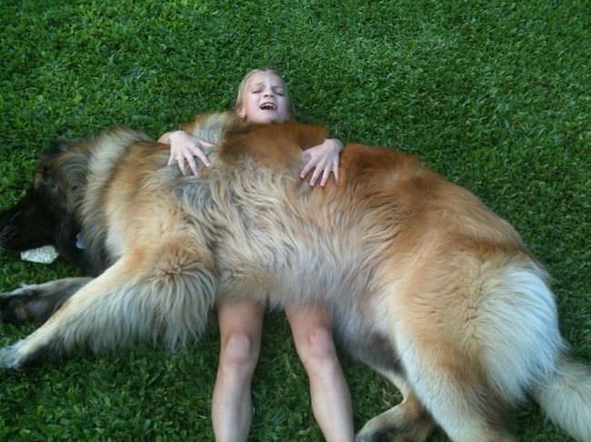 20 Unique Breeds of Canine: Leonberger