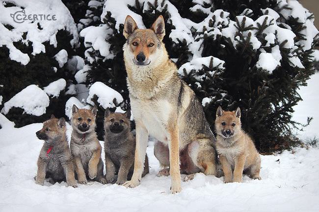 20 Unique Breeds of Canine: Czechoslovakian Vlcak family