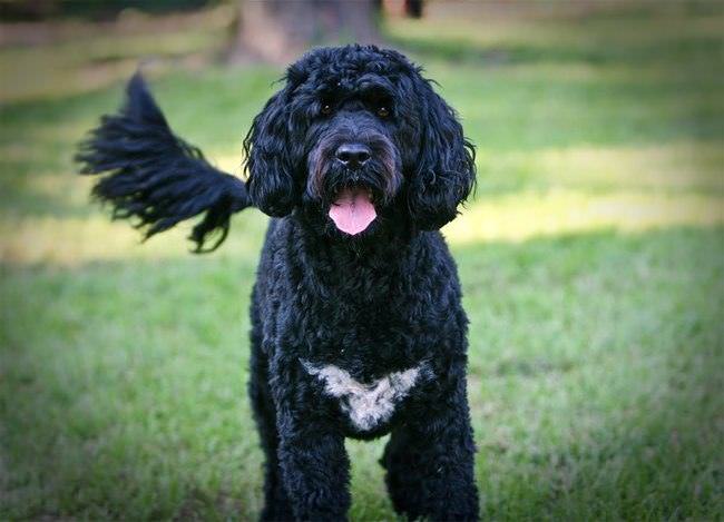 20 Unique Breeds of Canine: Portuguese water dog