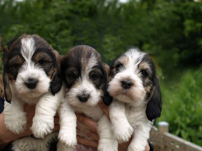 20 Unique Breeds of Canine: Grand Basset Griffon Vendéen