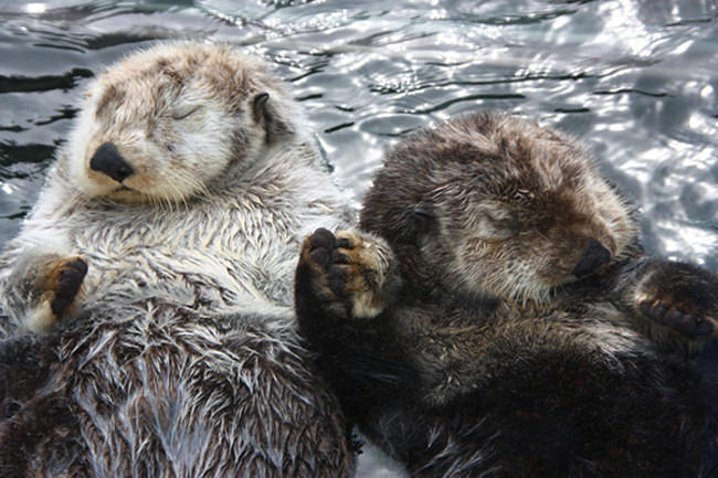 17 Romantic Animals that Will Make You Jealous