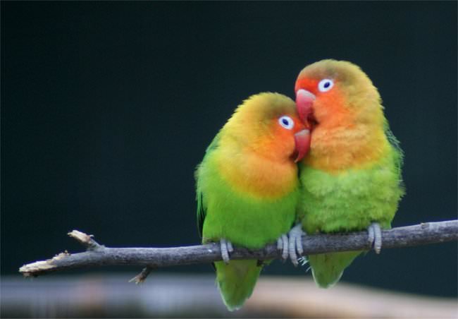17 Romantic Animals that Will Make You Jealous