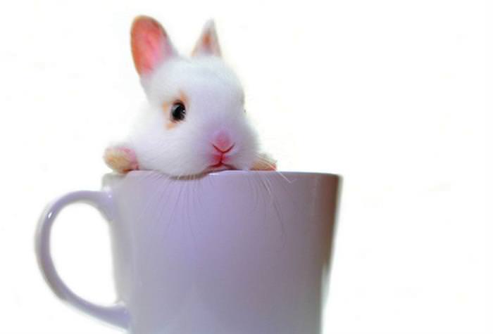 30 Adorable Baby Animals Inside a Cup