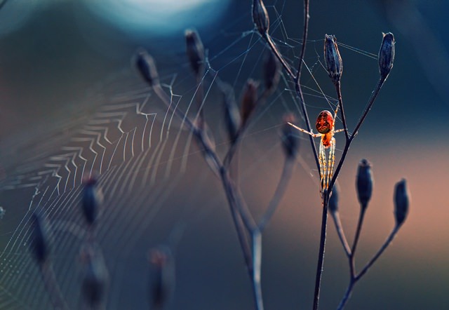 2014 Society of Biology Photography Winners