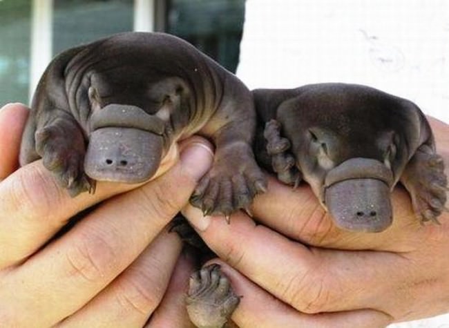 Adorable Hatchlings