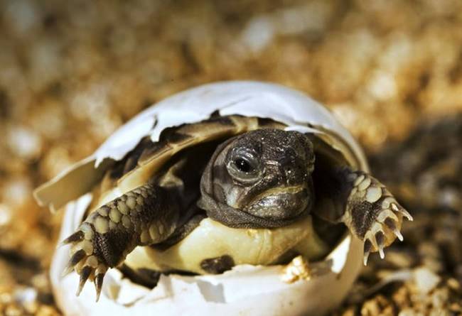 Adorable Hatchlings