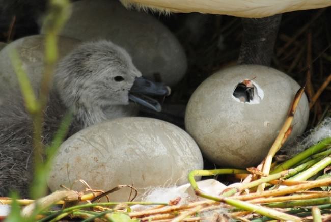 Adorable Hatchlings