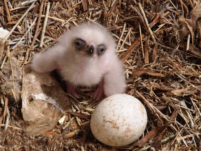 Adorable Hatchlings