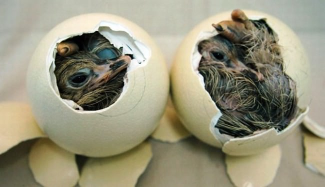 Adorable Hatchlings