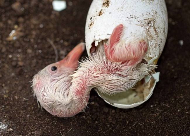 Adorable Hatchlings