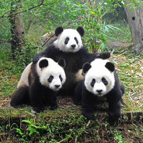 15 Panda Facts