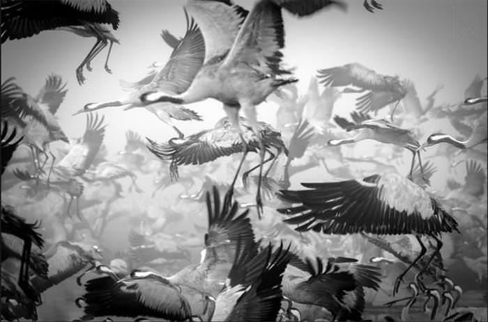 25 Photos of Animal Migration