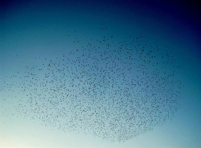 25 Photos of Animal Migration