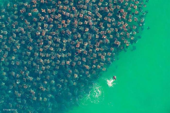 25 Photos of Animal Migration