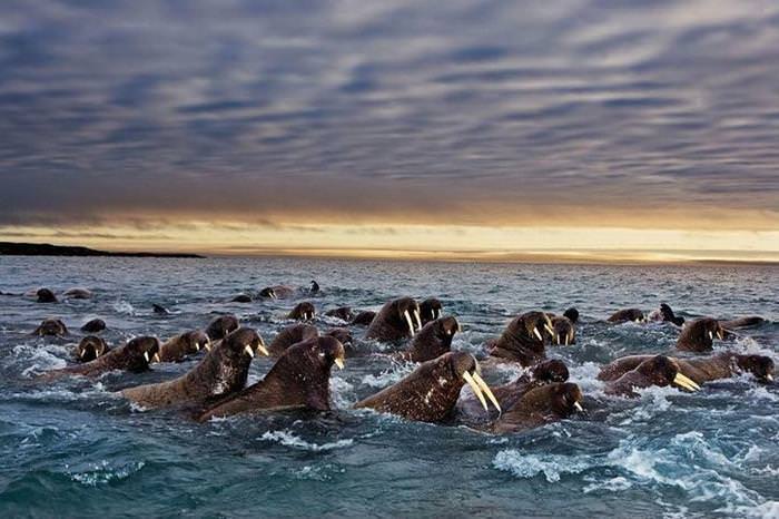 25 Photos of Animal Migration