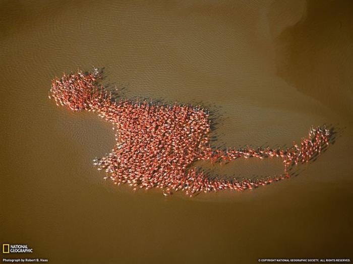 25 Photos of Animal Migration