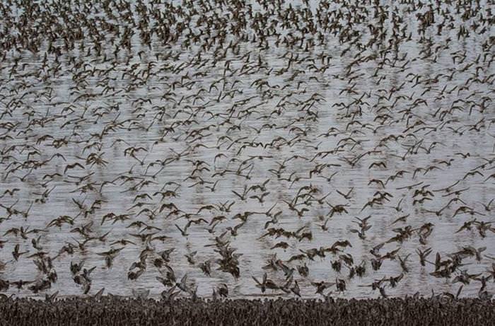 25 Photos of Animal Migration