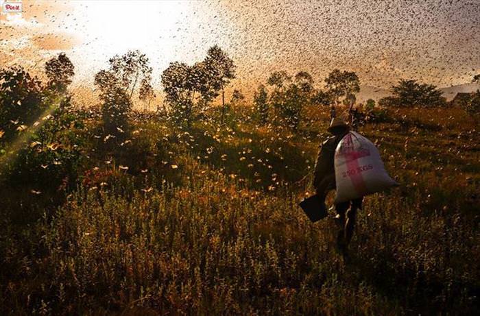 25 Photos of Animal Migration