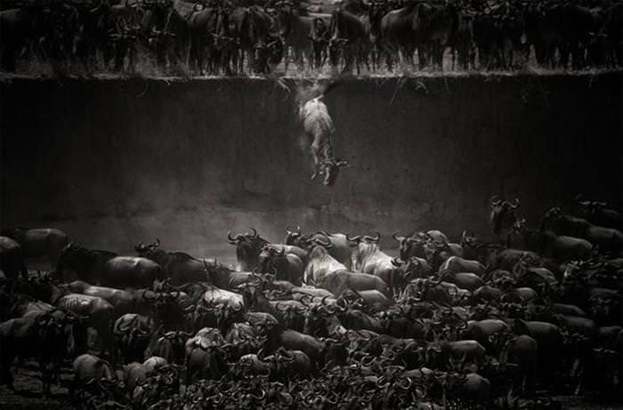 25 Photos of Animal Migration