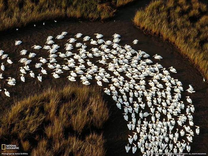 25 Photos of Animal Migration