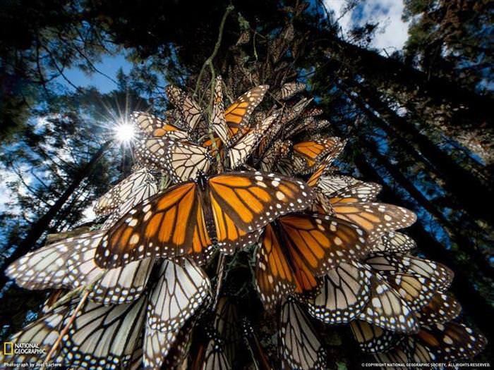 25 Photos of Animal Migration