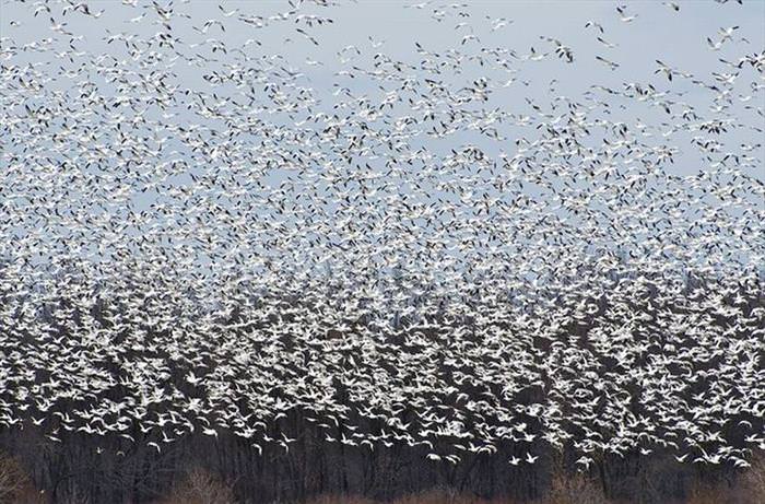 25 Photos of Animal Migration