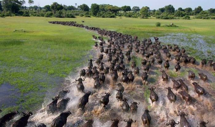 25 Photos of Animal Migration