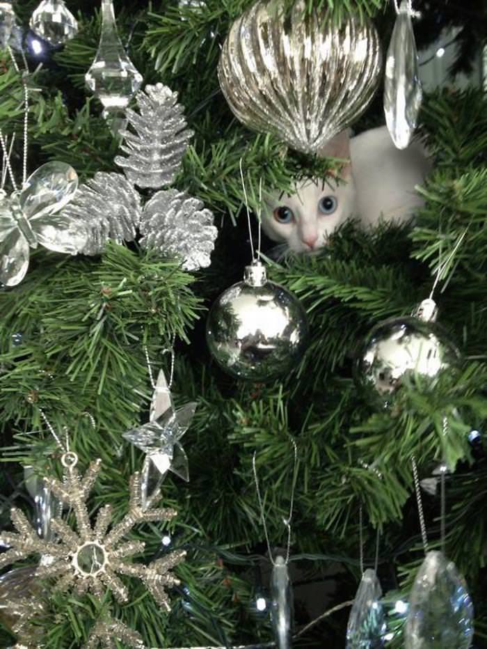 30 Dogs and Cats That Ruined Christmas