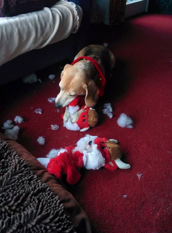 30 Dogs and Cats That Ruined Christmas