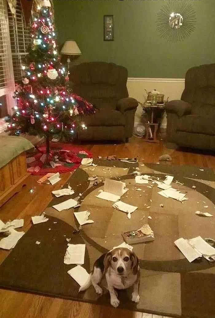 30 Dogs and Cats That Ruined Christmas