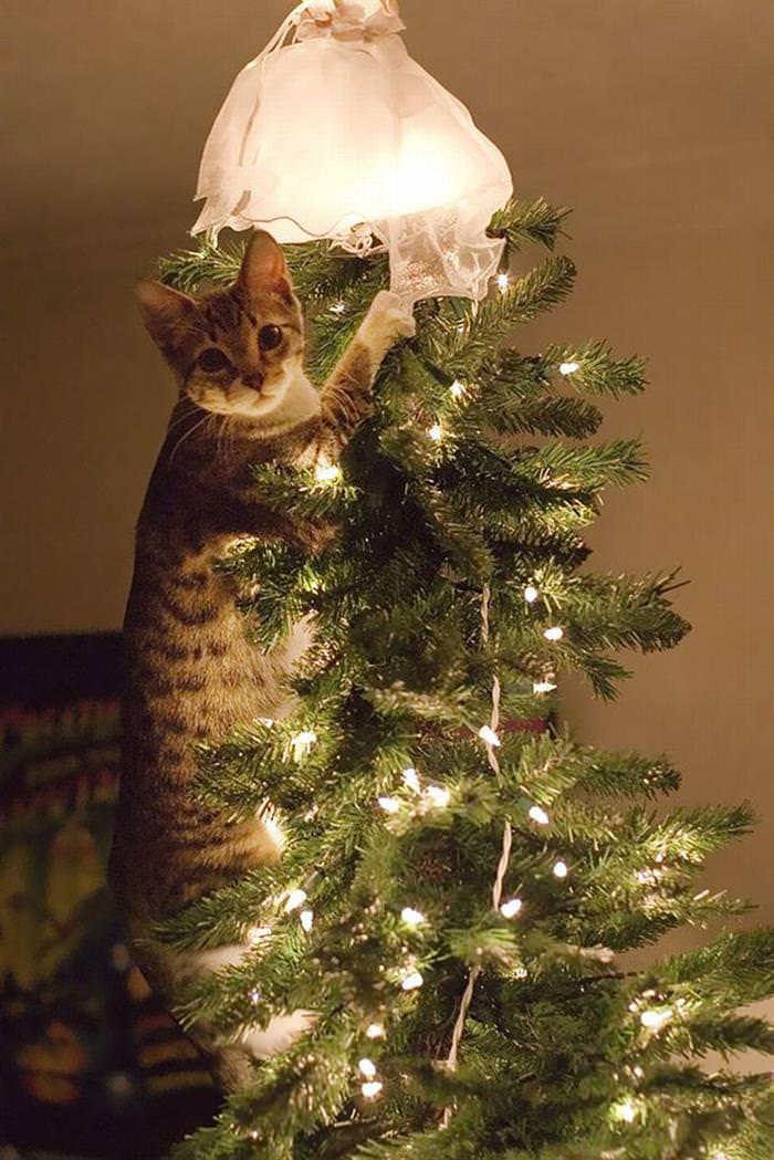 30 Dogs and Cats That Ruined Christmas