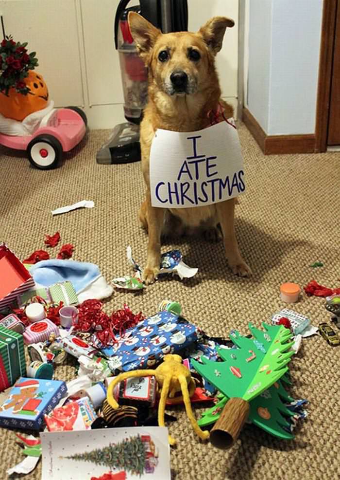 30 Dogs and Cats That Ruined Christmas