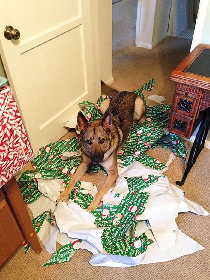 30 Dogs and Cats That Ruined Christmas