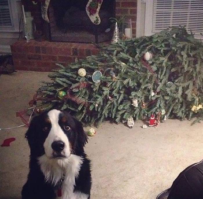 30 Dogs and Cats That Ruined Christmas