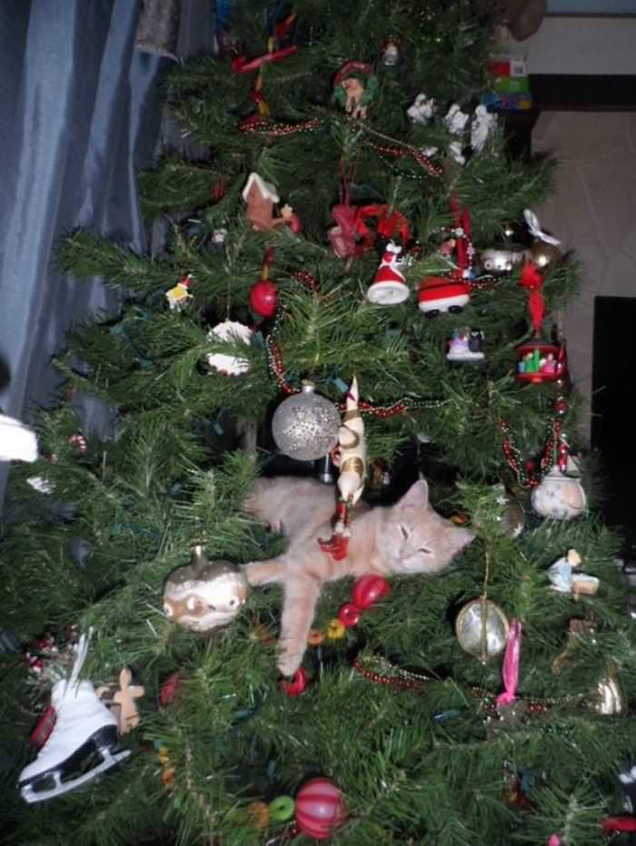 30 Dogs and Cats That Ruined Christmas