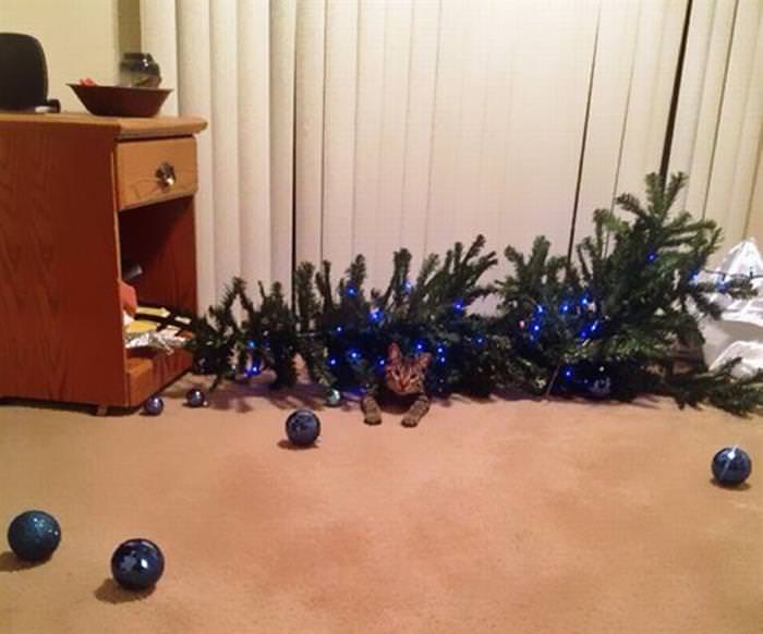 30 Dogs and Cats That Ruined Christmas