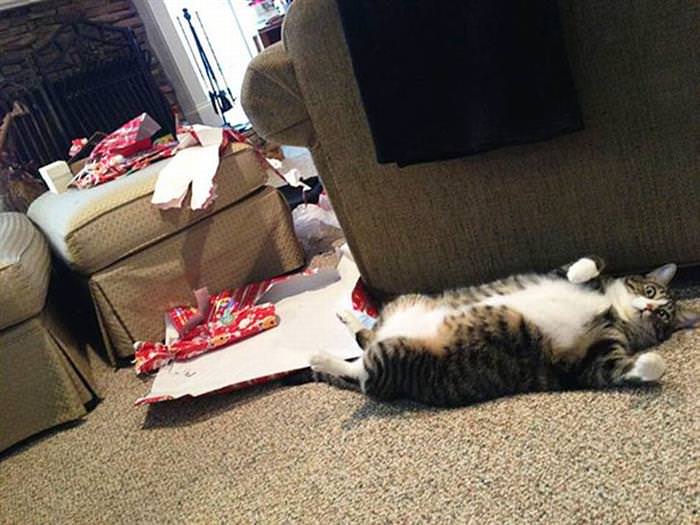 30 Dogs and Cats That Ruined Christmas