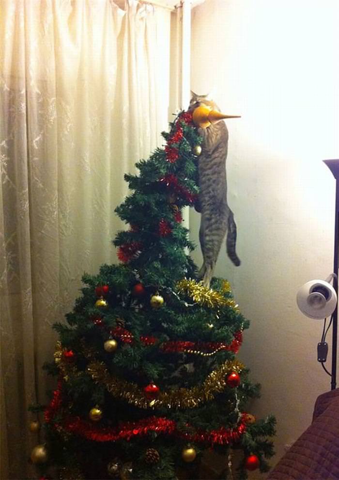 30 Dogs and Cats That Ruined Christmas